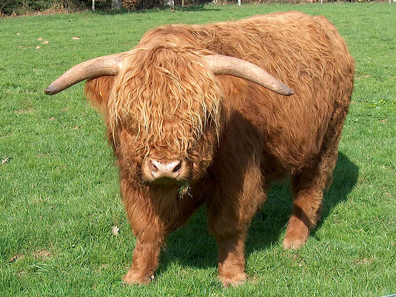 A photograph of a Highland Cow calf with shaggy brown hair covering its eyes.